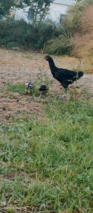 Куланги макиён жужалари билан сотилади