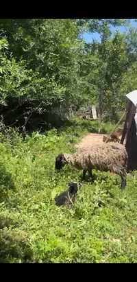 Продаются Романоской породы , овца с ягнёнком