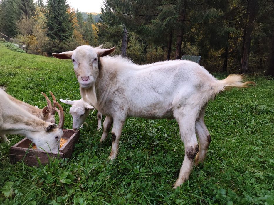 Capre Rasă Saanen