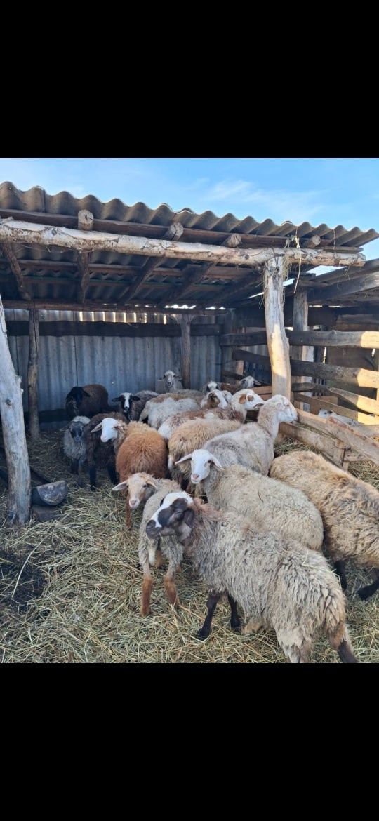 Продам баранов и коз