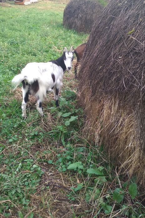 2 Capre grase 350lei