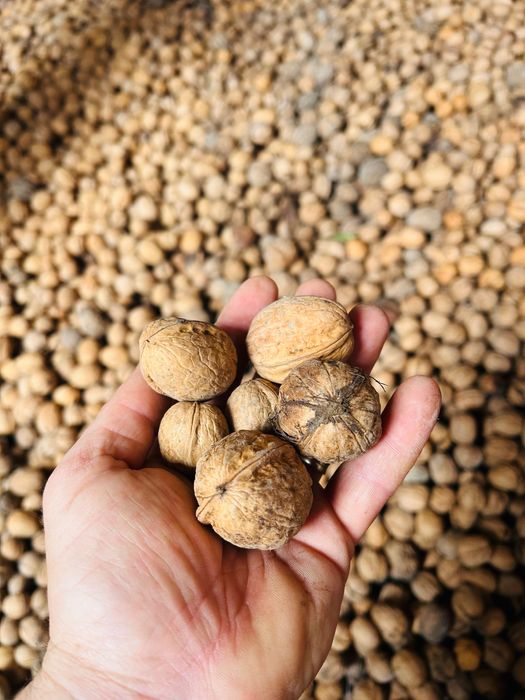 Nuci în coajă 2025.