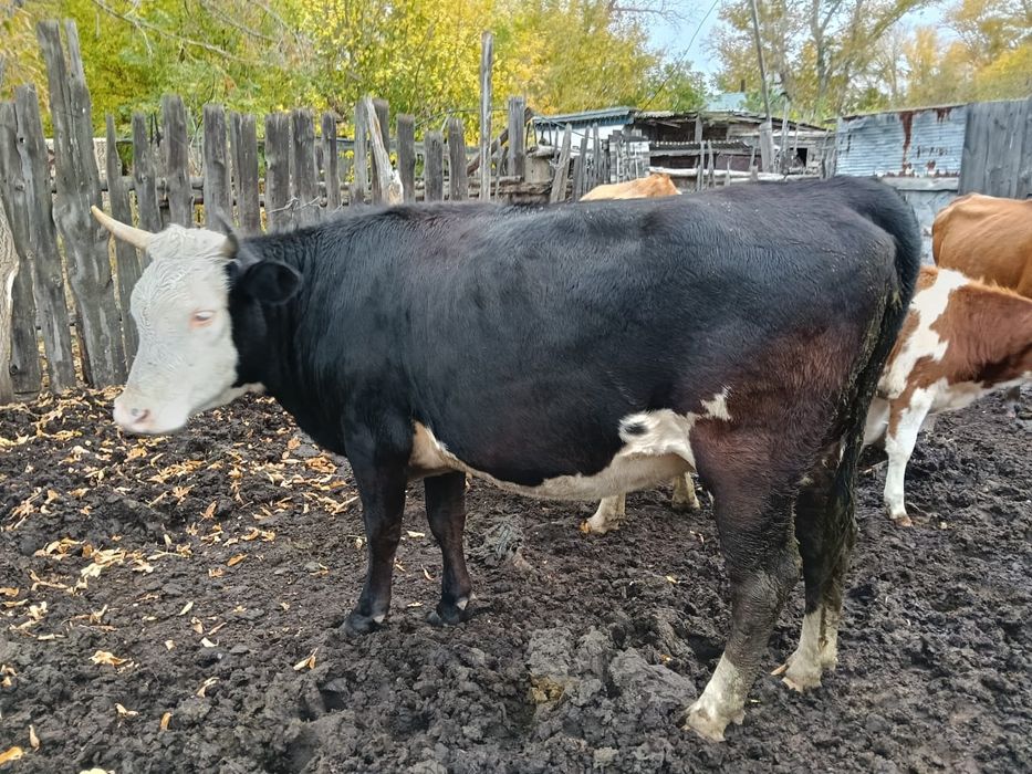 Продам скот оптом 8 голов