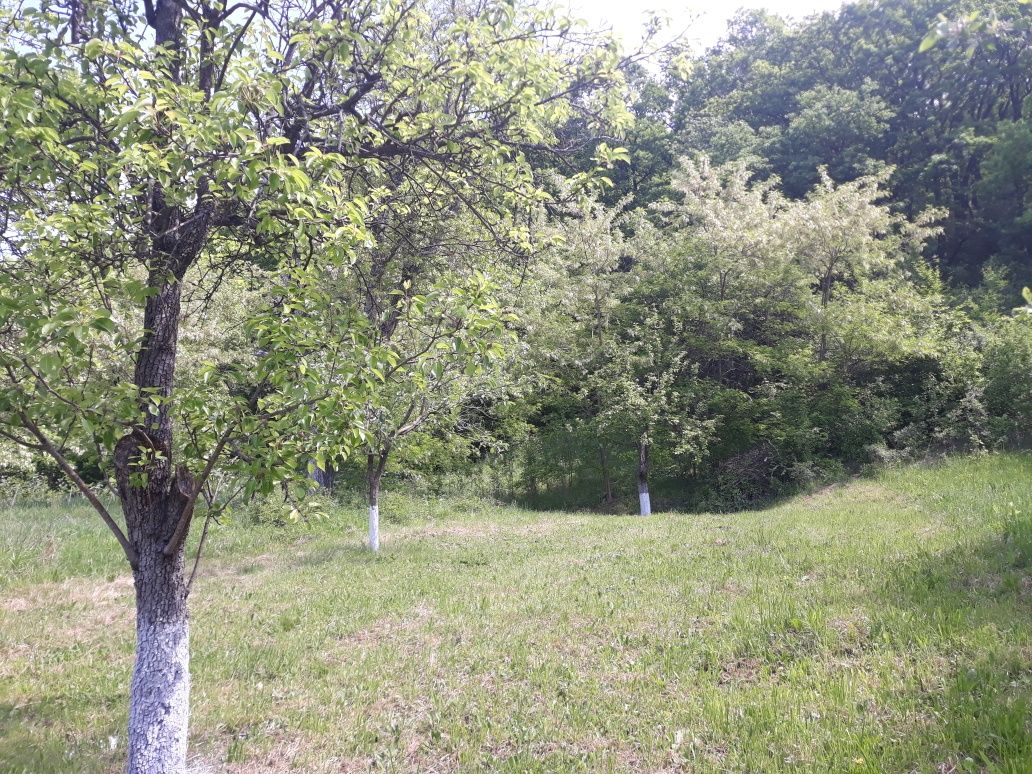 Livadă ,teren de vanzare