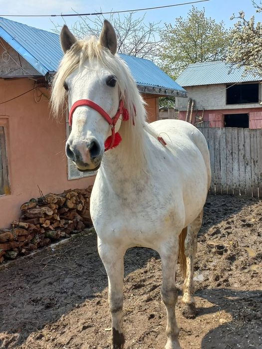 Vând iapa gestantă