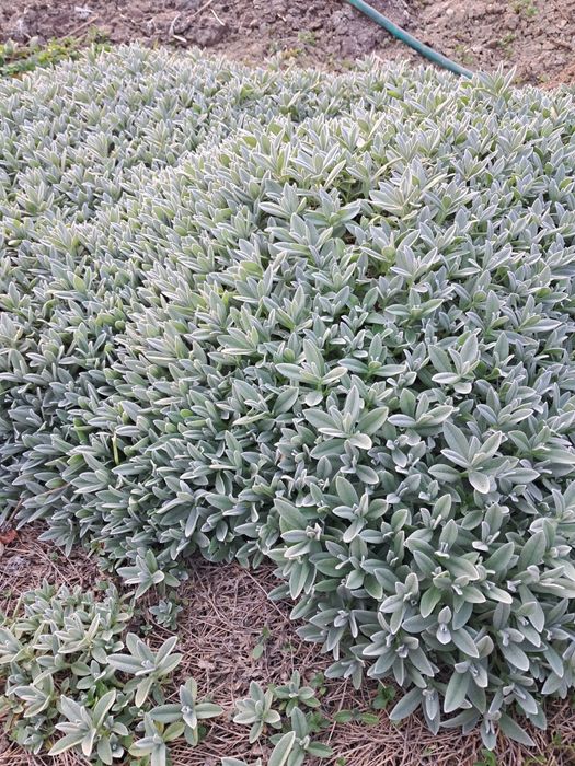 Градински церастум, делосперма, флокс