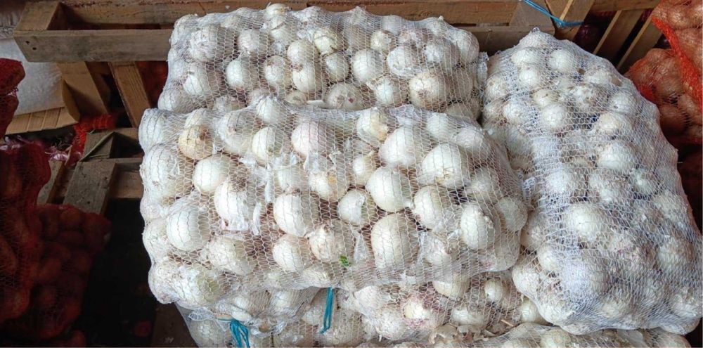 Ceapă alba productie proprie