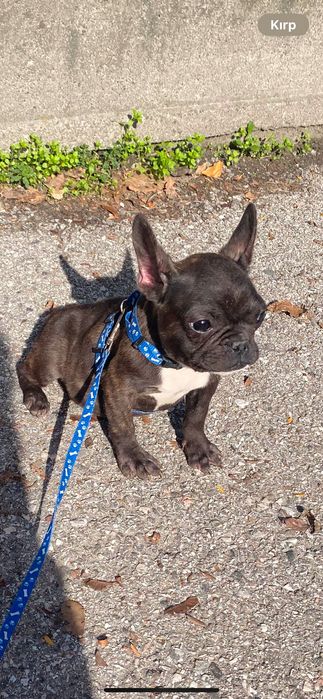 Френски Булдок на 5 месеца