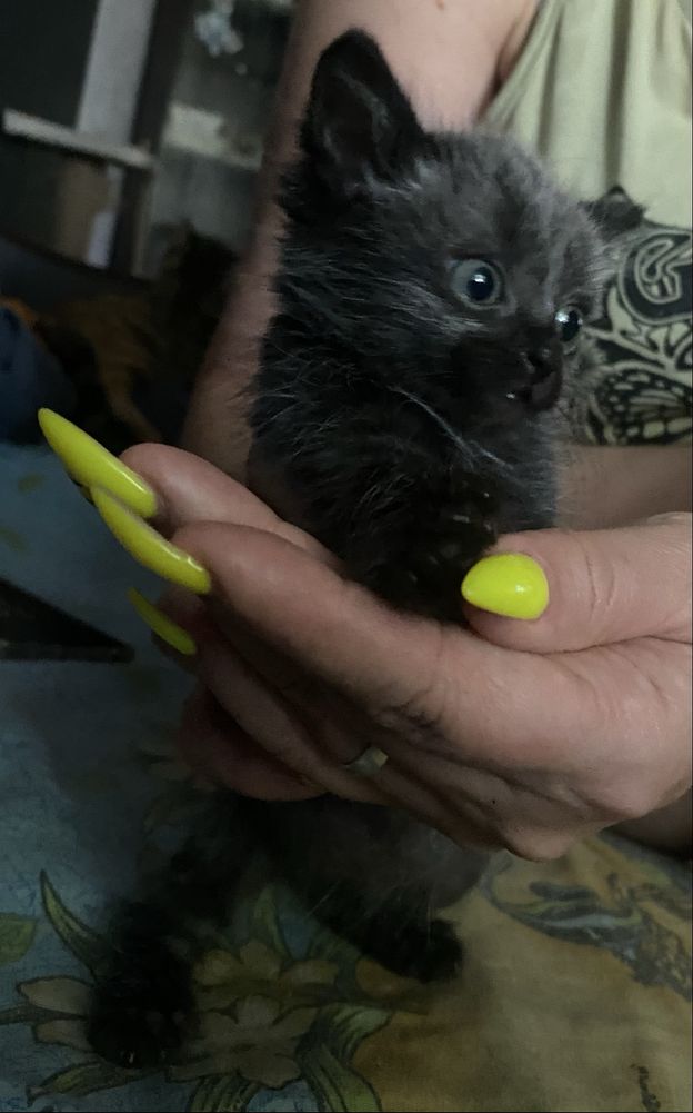 Продам трех чудесных котят