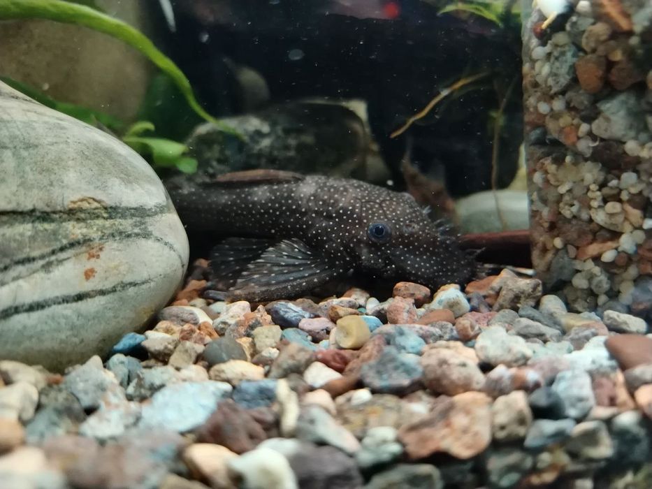 Анциструс звёдчатый 12, 14 см