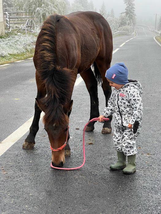 Manz armasar echitație frizian