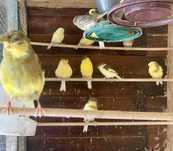 Vand Canari Gloster