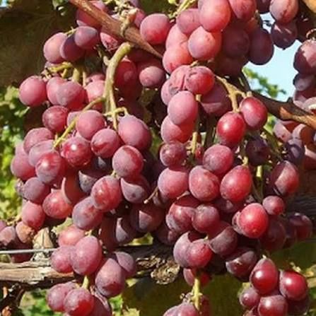 Vita de vie nobila ( Roze )