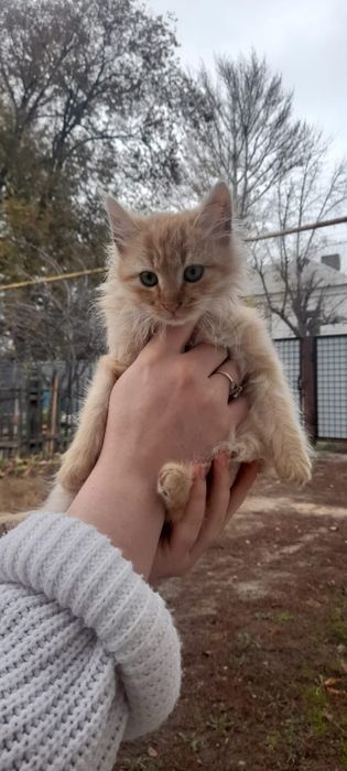 Котята ищут заботливую семью