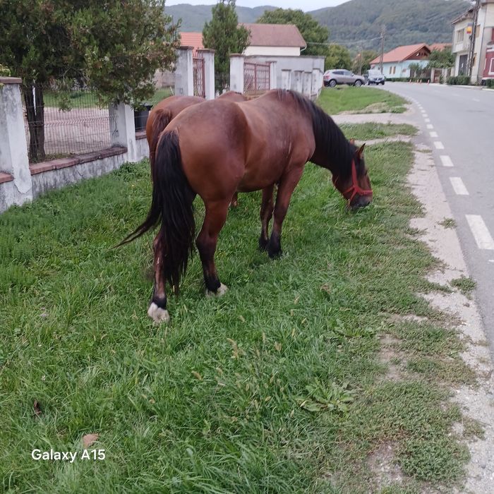 Vând mânz frumos și blând