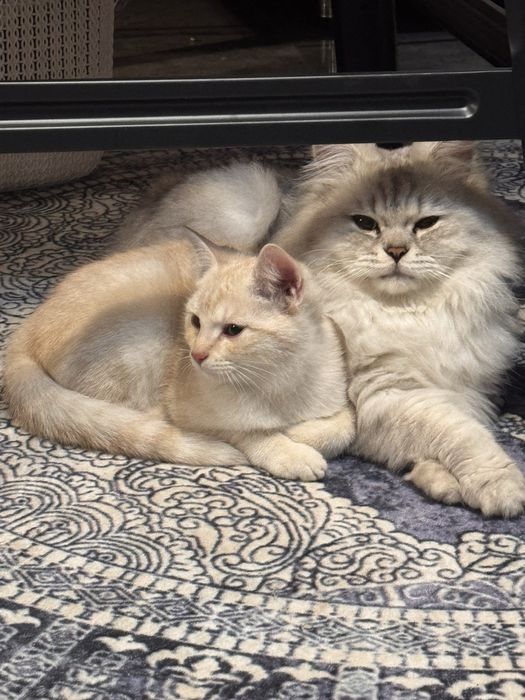 British shorthair silver