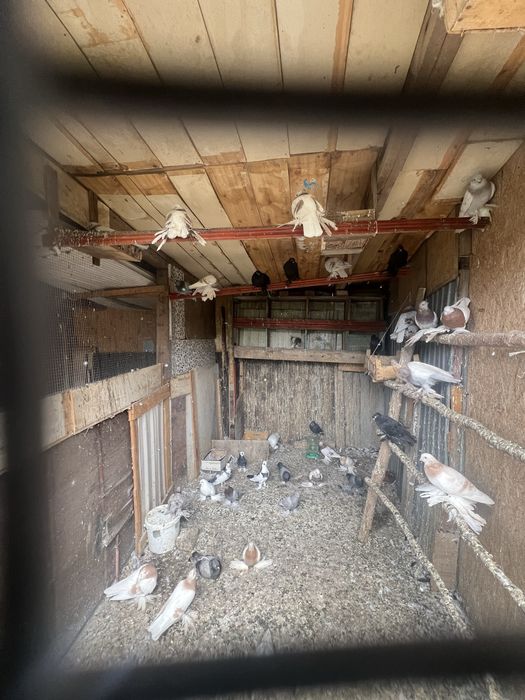 голуби хороший красивые