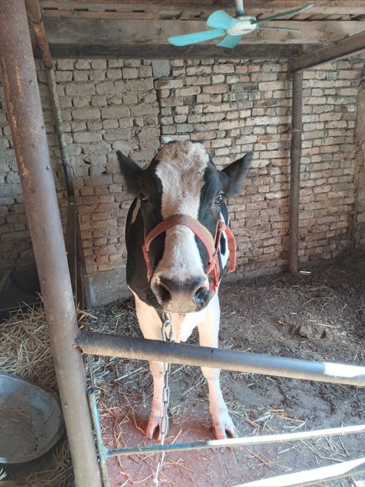 Сигир сотилади 1та туккан