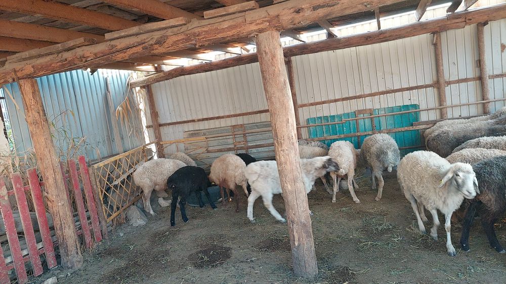 Койлар сатылады .