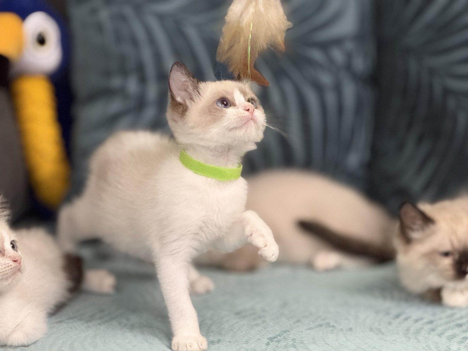 Рагдол/ Регдол  Ragdoll/Regdoll
