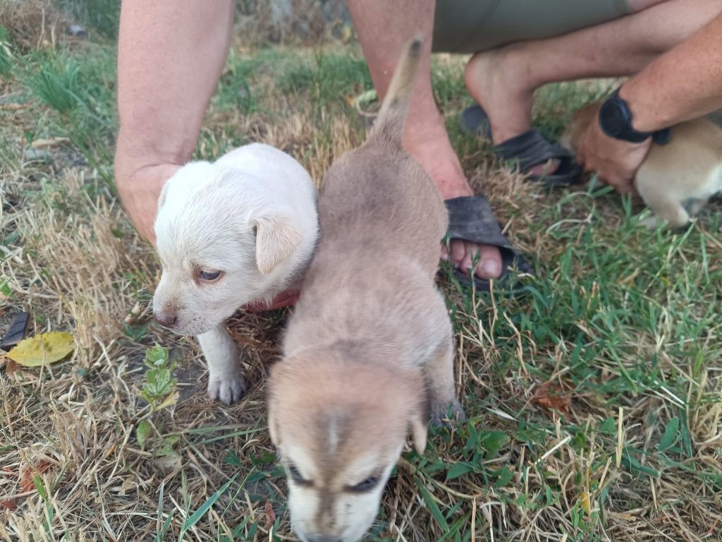 Donez catelusi jucăuși si frumosi