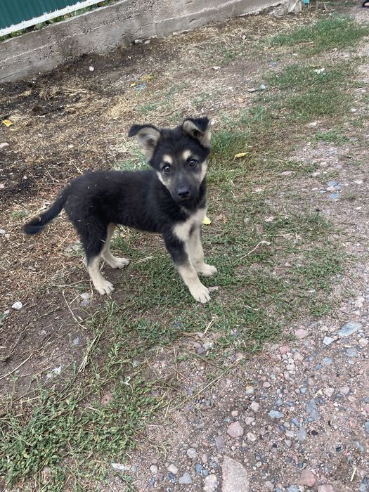 Овчарка восточноевропейский чистокровный!!! продаю