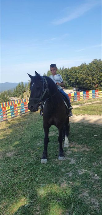 Cal castrat echitatie calarie