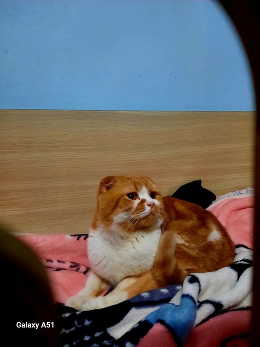 1.5 yosh mushuk yaxshi mushuk