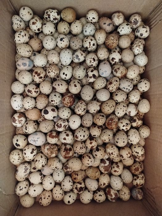 Bedana tuxum istemol uchun va inkubatsaga