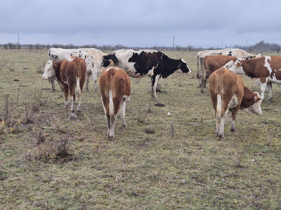 Vand 5 juninci,vitele,vaci