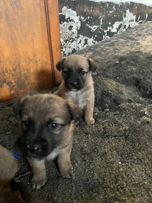 Щенки щенята ищут дом