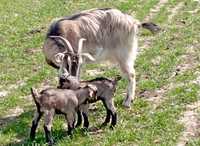 4 capre metis de alpina , bune de lapte