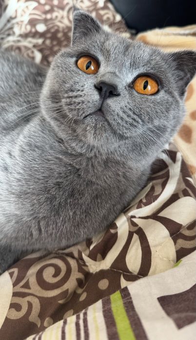 Ищем кота для взяки, вислоухого