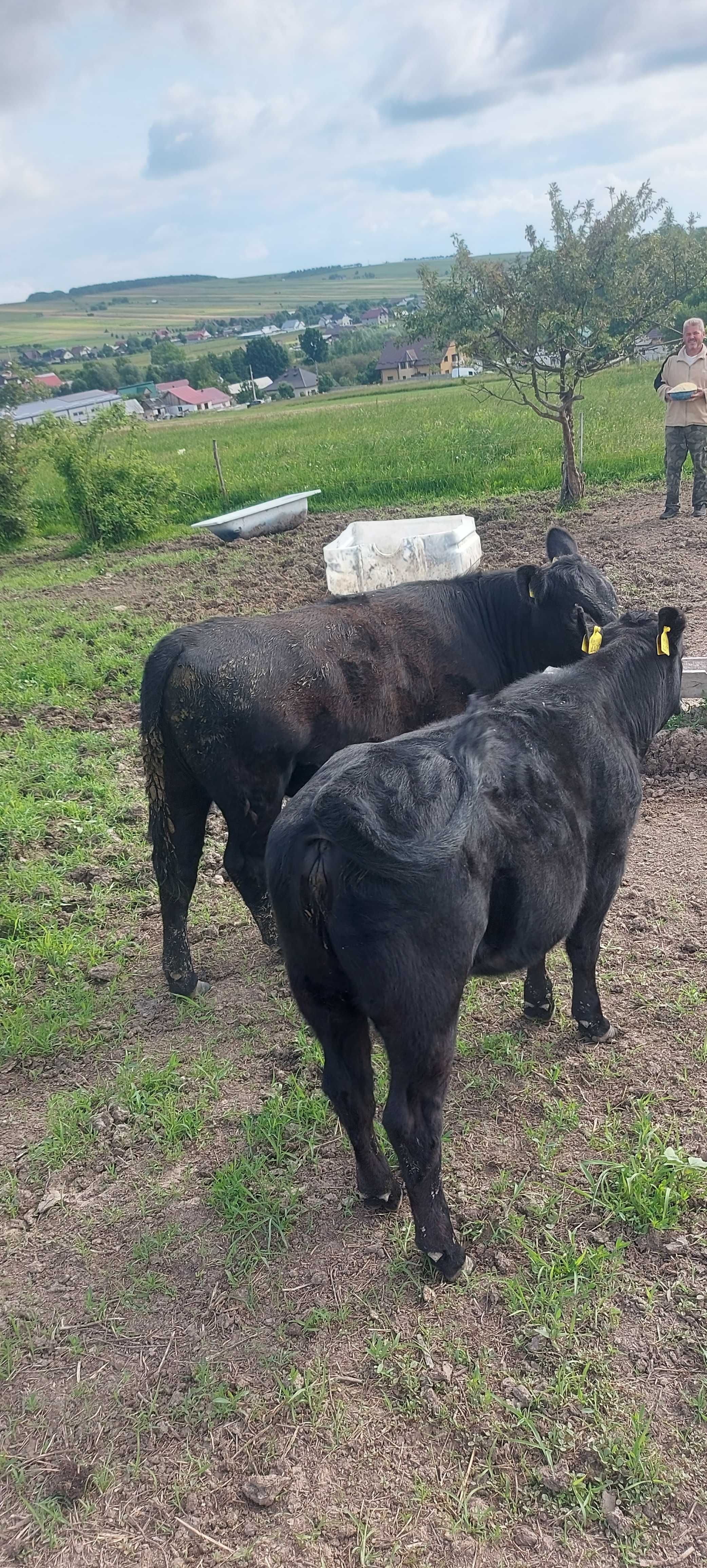 Vitele angus cu acte