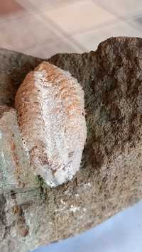 Трилобит Trilobita - изкопаеми - Conocoryphe Gerlinda - 3.5 cm - 2 cm