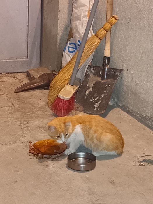 Коте на няколко месеца