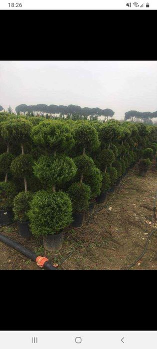 Brazi argintii și verzi