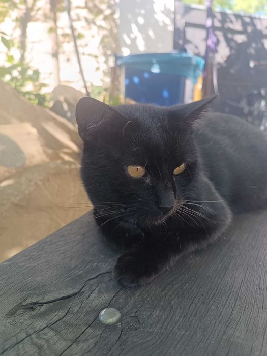 Motan bătrân abandonat