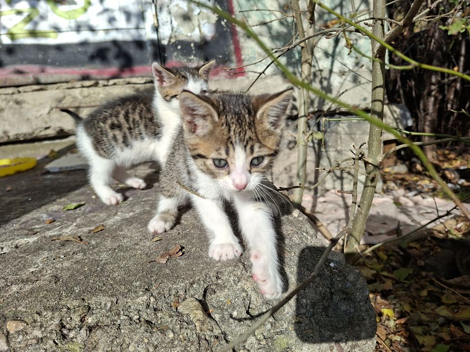 Малки котета много гальовни