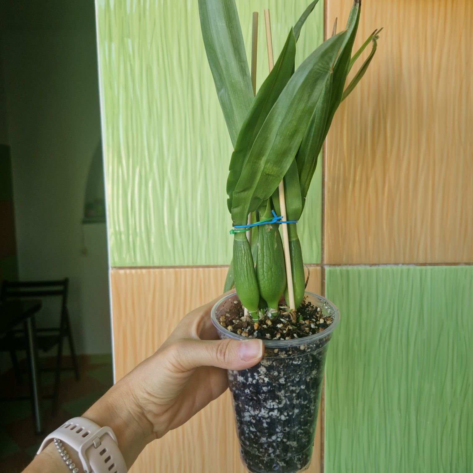 Vânzare Orhidee Encyclia Black Comet