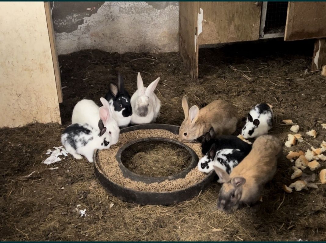 Кролики, оптом и в розницу, срочно