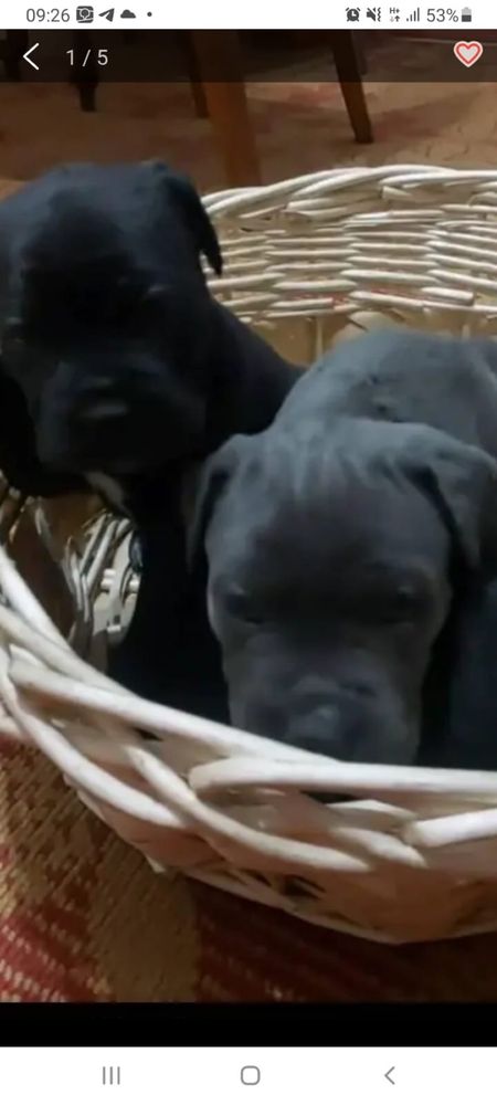 Продам щенков коне корс