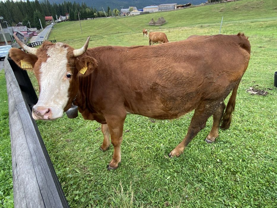 Vand Juninca Cu Vitea De 4 luni