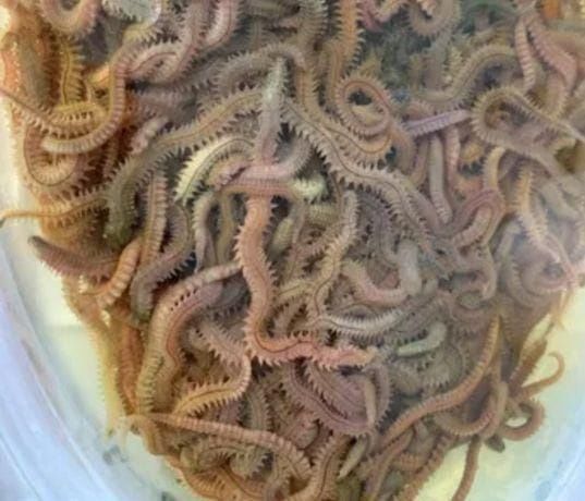 Морские черви для рыбалки