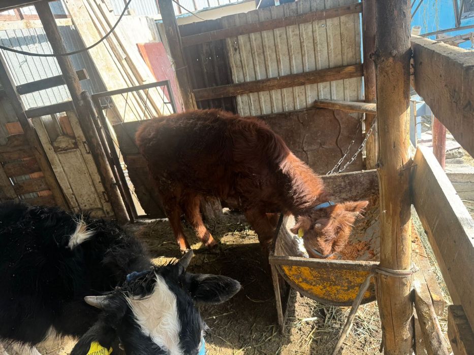 Продам бычки мясные