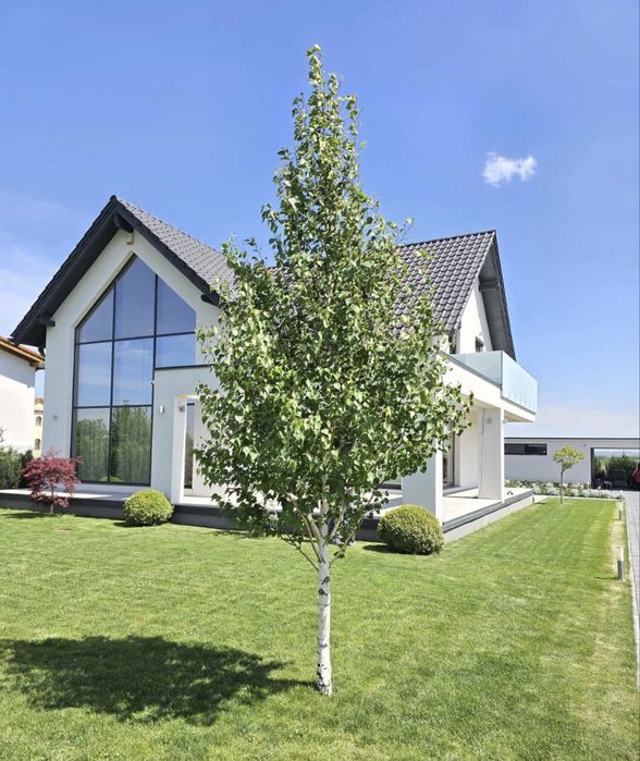 Vand mesteacan coaja alba calitate extra diferite dimensiuni