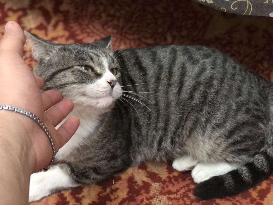 отдам взрослого кота ))