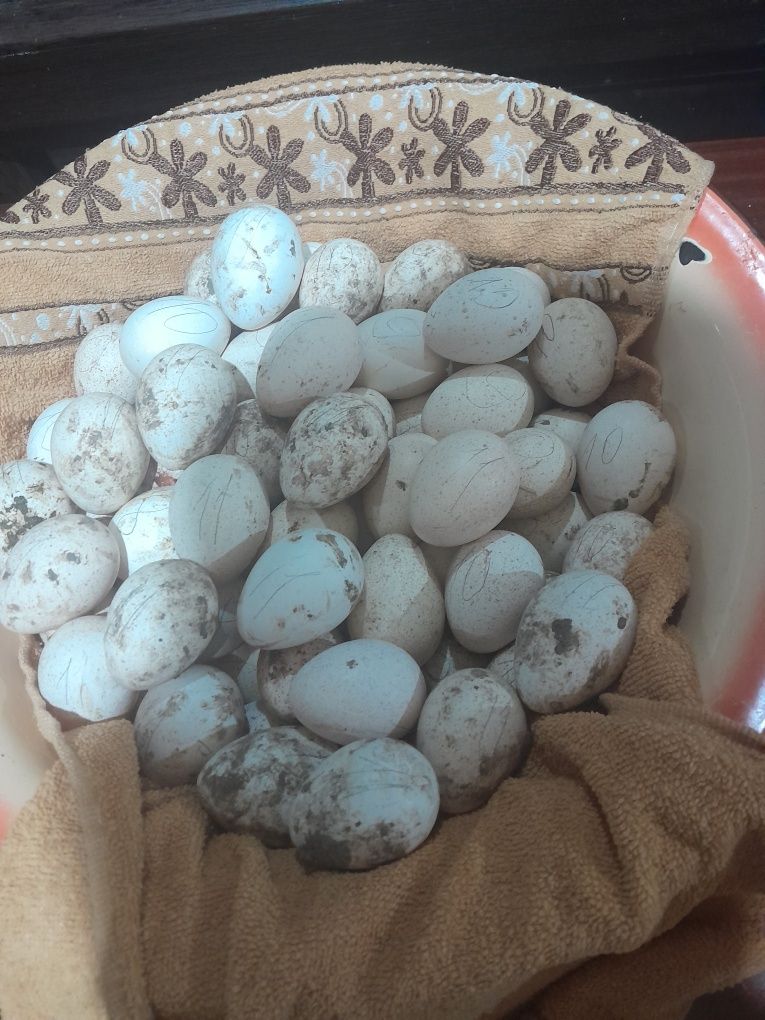 Яйца индюков  для инкубации