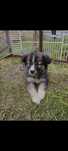 Catel pentru adoptie