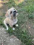 Ofer spre adopție cățelușă jucăușă (jumătate Poodle) – Șchela, Galați